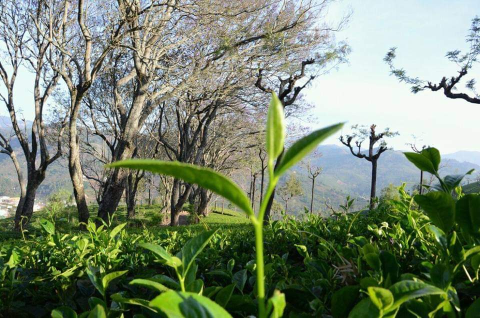 Hillside tea garden with fresh tea shoots