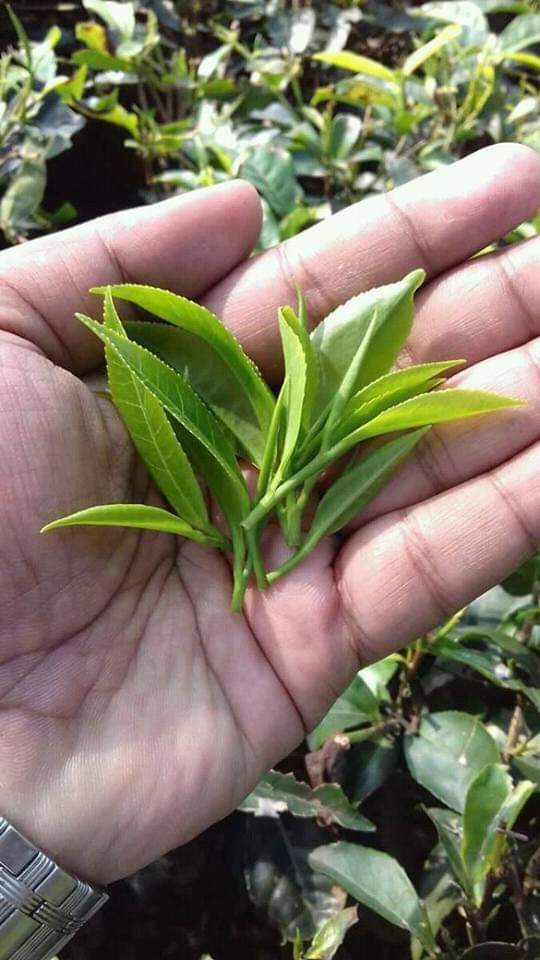 Freshly plucked two leaves and a bud held in hand